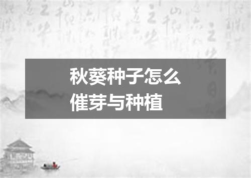 秋葵种子怎么催芽与种植