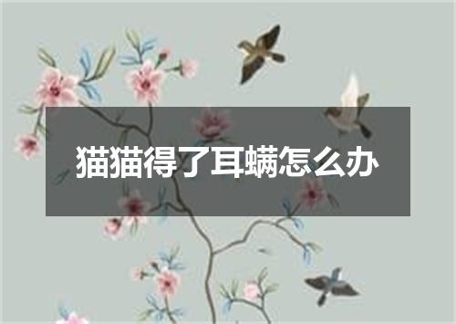 猫猫得了耳螨怎么办