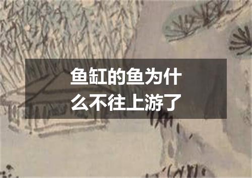 鱼缸的鱼为什么不往上游了
