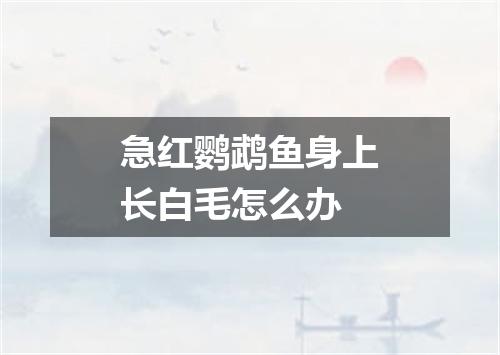 急红鹦鹉鱼身上长白毛怎么办