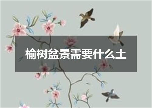 榆树盆景需要什么土