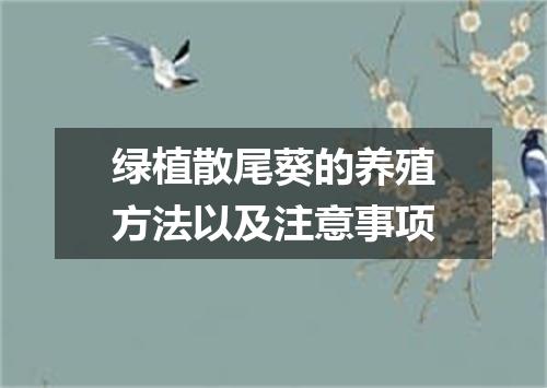 绿植散尾葵的养殖方法以及注意事项