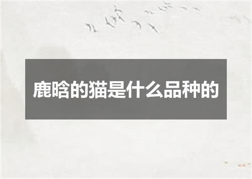 鹿晗的猫是什么品种的