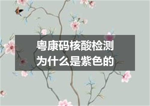 粤康码核酸检测为什么是紫色的