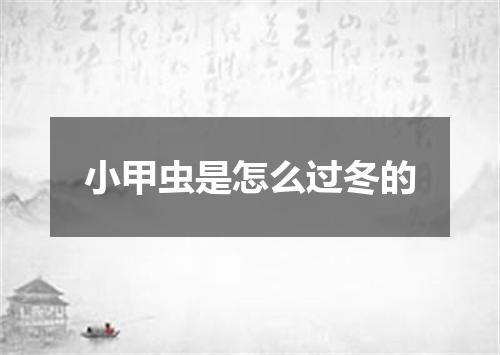 小甲虫是怎么过冬的