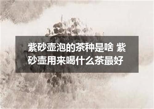 紫砂壶泡的茶种是啥 紫砂壶用来喝什么茶最好