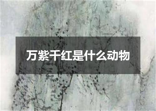 万紫千红是什么动物