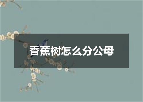 香蕉树怎么分公母