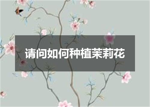 请问如何种植茉莉花