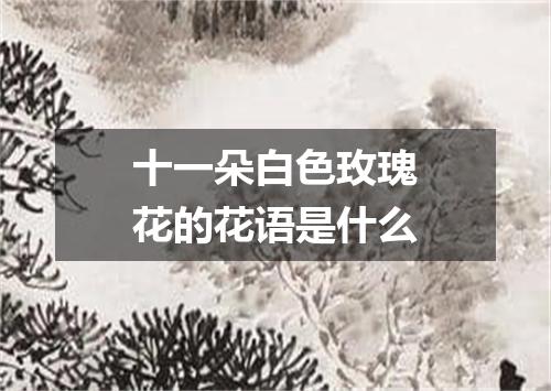 十一朵白色玫瑰花的花语是什么