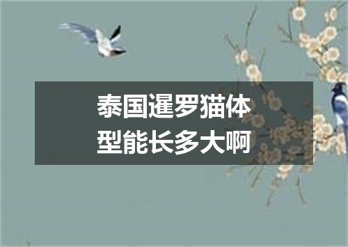 泰国暹罗猫体型能长多大啊