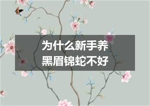 为什么新手养黑眉锦蛇不好