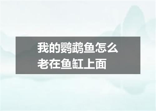 我的鹦鹉鱼怎么老在鱼缸上面