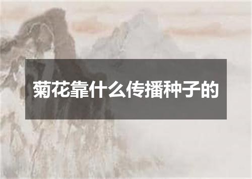 菊花靠什么传播种子的