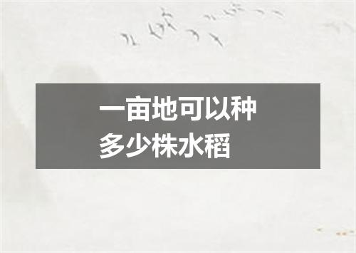 一亩地可以种多少株水稻