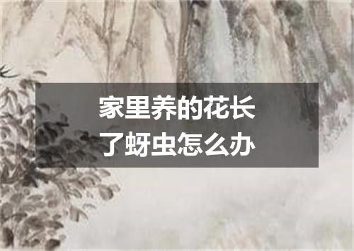 家里养的花长了蚜虫怎么办