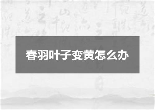 春羽叶子变黄怎么办