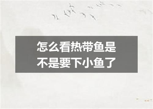 怎么看热带鱼是不是要下小鱼了
