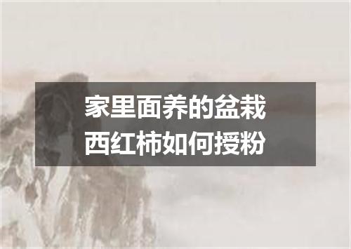 家里面养的盆栽西红柿如何授粉