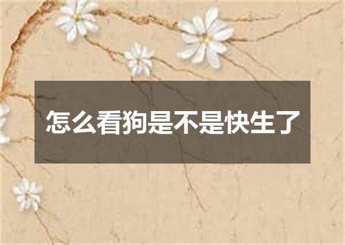 怎么看狗是不是快生了