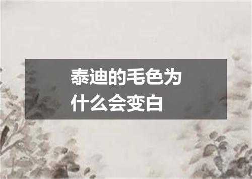 泰迪的毛色为什么会变白