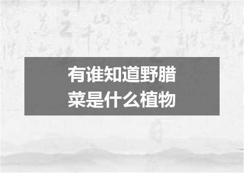 有谁知道野腊菜是什么植物