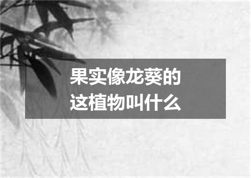 果实像龙葵的这植物叫什么