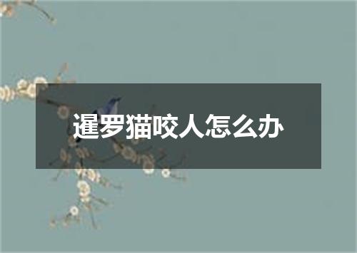 暹罗猫咬人怎么办