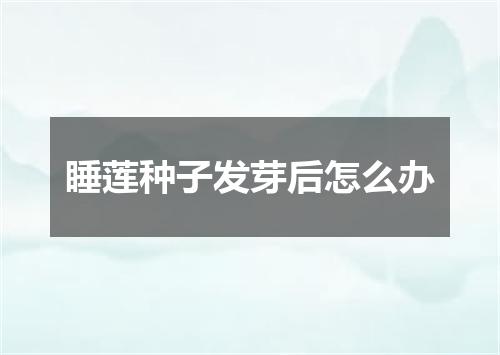 睡莲种子发芽后怎么办
