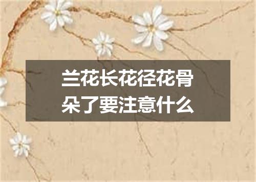 兰花长花径花骨朵了要注意什么