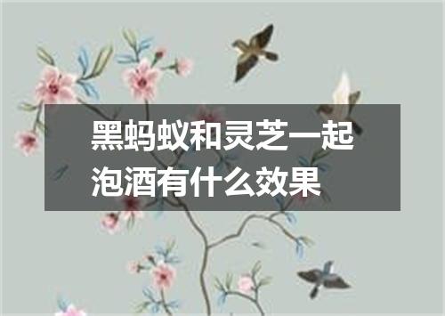 黑蚂蚁和灵芝一起泡酒有什么效果