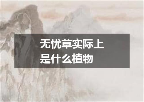 无忧草实际上是什么植物