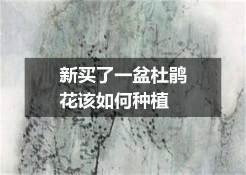 新买了一盆杜鹃花该如何种植