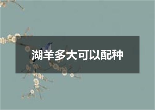 湖羊多大可以配种