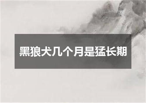 黑狼犬几个月是猛长期