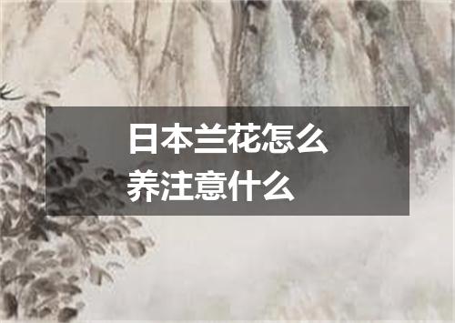 日本兰花怎么养注意什么