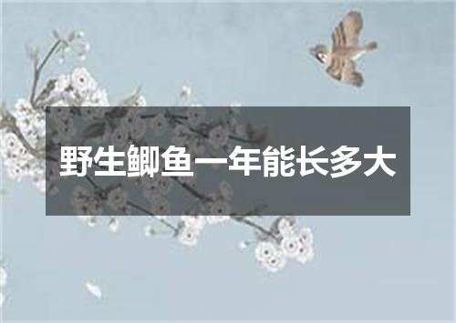 野生鲫鱼一年能长多大
