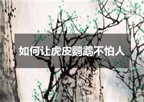 如何让虎皮鹦鹉不怕人