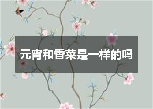 元宵和香菜是一样的吗