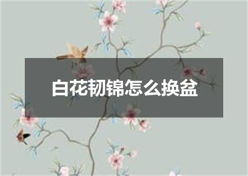 白花韧锦怎么换盆