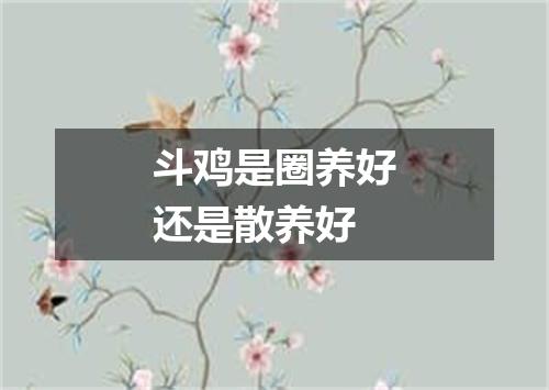 斗鸡是圈养好还是散养好