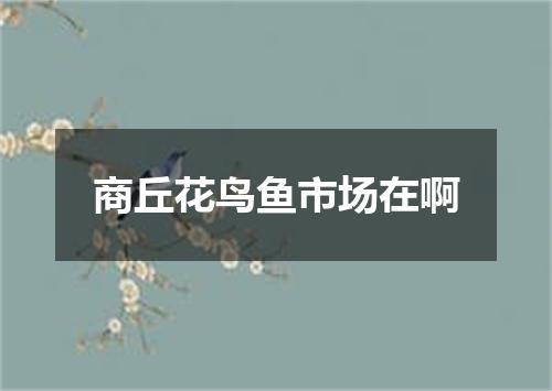 商丘花鸟鱼市场在啊