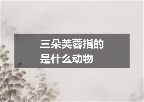 三朵芙蓉指的是什么动物