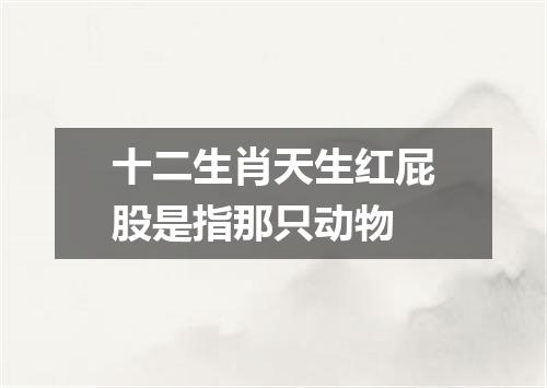 十二生肖天生红屁股是指那只动物