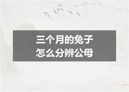 三个月的兔子怎么分辨公母