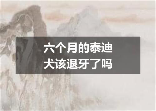 六个月的泰迪犬该退牙了吗