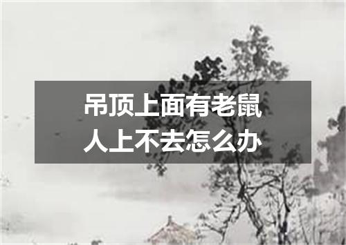 吊顶上面有老鼠人上不去怎么办