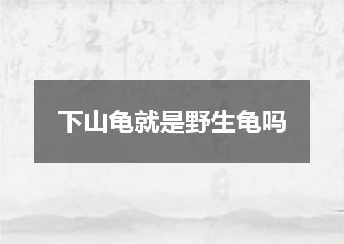 下山龟就是野生龟吗