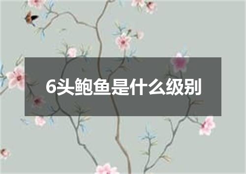 6头鲍鱼是什么级别