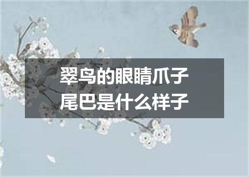 翠鸟的眼睛爪子尾巴是什么样子